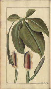 Strona z „Elegancies of Jamaica”, 458 autorstwa John Lindsay