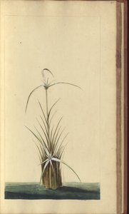 Strona z „Elegancies of Jamaica”, 467 autorstwa John Lindsay