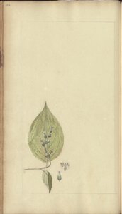 Strona z „Elegancies of Jamaica”, 486 autorstwa John Lindsay