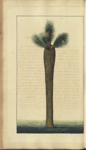 Strona z „Elegancies of Jamaica”, 87 autorstwa John Lindsay