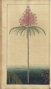 Strona z „Elegancies of Jamaica”, 99 autorstwa John Lindsay