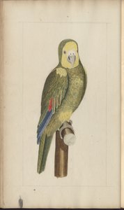 Strona z „Elegancies of Jamaica”, tom V autorstwa John Lindsay