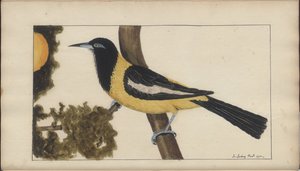 Strona z „Elegancies of Jamaica”, tom V autorstwa John Lindsay