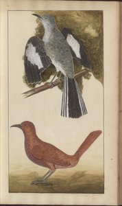 Strona z „Elegancies of Jamaica”, tom V autorstwa John Lindsay