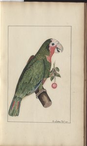 Strona z „Elegancies of Jamaica”, tom V autorstwa John Lindsay
