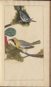 Strona z „Elegancies of Jamaica”, tom V autorstwa John Lindsay
