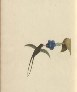 Strona z „Elegancies of Jamaica”, tom V, 22 autorstwa John Lindsay