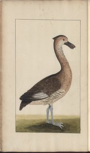 Strona z „Elegancies of Jamaica”, tom V, 5