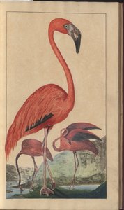 Strona z „Elegancies of Jamaica”, tom V, 6
