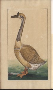 Strona z „Elegancies of Jamaica”, tom V, 7