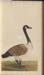 Strona z „Elegancies of Jamaica”, tom V, 8 autorstwa John Lindsay