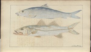 Rysunki Lindsay tom. VII autorstwa John Lindsay