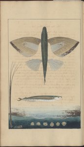 Rysunki Lindsay tom. VII autorstwa John Lindsay