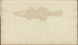 Rysunki Lindsay tom. VII, 22 autorstwa John Lindsay