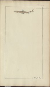 Rysunki Lindsay tom. VII, 23 autorstwa John Lindsay