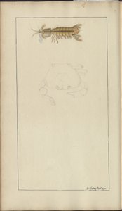 Rysunki Lindsay tom. VII, 24 autorstwa John Lindsay