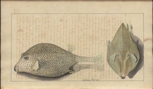Rysunki Lindsay tom. VII, 26 autorstwa John Lindsay