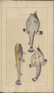 Rysunki Lindsay tom. VII, 27 autorstwa John Lindsay