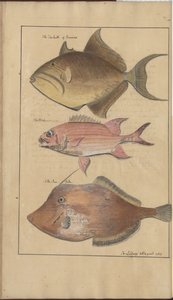 Rysunki Lindsay tom. VII, 6 autorstwa John Lindsay