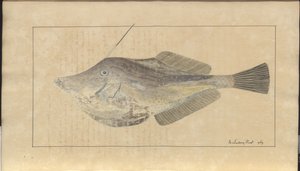 Rysunki Lindsay tom. VII, 7 autorstwa John Lindsay