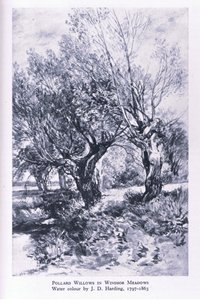 Drwale na obrzeżach lasu Windsor, Nature in Britain, wyd. Collins autorstwa John Linnell