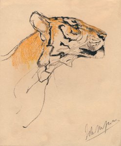 Głowa tygrysa, c1910