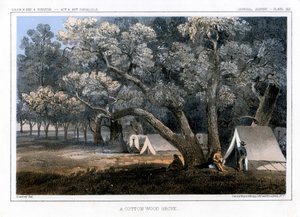 Gaj Bawełniany, 1856 autorstwa John Mix Stanley