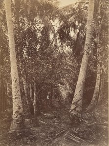 Tropikalna sceneria, Las w pobliżu Turbo, 1871.