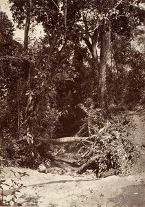 Tropikalna sceneria, potok El Bano, Chipigana, 1871.