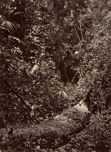 Tropikalna sceneria, Las tropikalny, 1871.