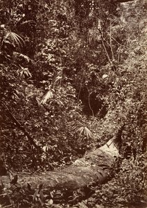 Tropikalna sceneria, Las tropikalny, 1871.
