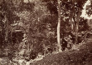 Tropikalna sceneria, widok w pobliżu Chipigana, 1871.