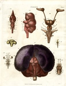 Ilustracje anatomiczne mózgu i układu nerwowego (plansza 6) autorstwa John Pass