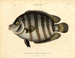 Band-fish of Surat autorstwa John Pass