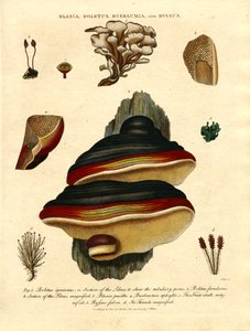 Blasia, Boletus, Buxbaumia i Byssus autorstwa John Pass