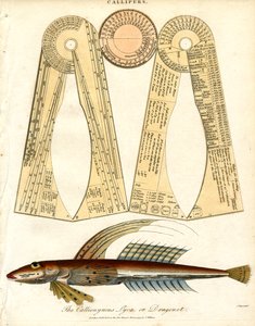 Callipers i Dragonet Fish autorstwa John Pass