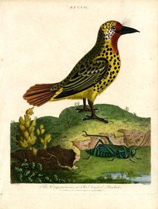 Cayenne Barbet (Bucco) autorstwa John Pass