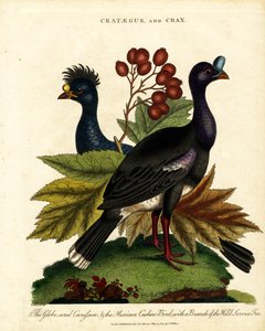 Crataegus i Crax: Glossy Curassow i Mexican Cashew-Bird z dzikim drzewem serwisowym autorstwa John Pass
