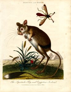 Diopsis i Dipus (mucha łodygowa i jerboa egipska)