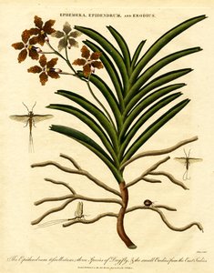 Epidendrum, Ephemera i Erodius