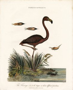 Flamingo autorstwa John Pass