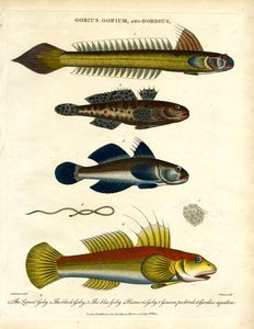 Gobius; Gonium i Gordius: Gobies i Hairworm autorstwa John Pass
