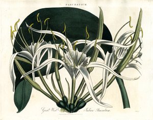 Pancratium Wielkich Indii Zachodnich (Pancratium indyjskie) autorstwa John Pass