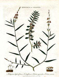 Hedysarum i Helotium autorstwa John Pass