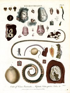 Helminthology; Tablica II - Kolejność robaków jelitowych autorstwa John Pass