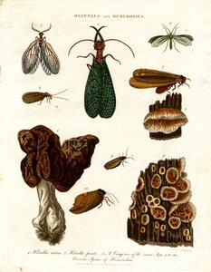Helvella i Hemerobius autorstwa John Pass