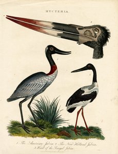 Gatunki Jabiru (Mycteria) ze szczegółami anatomicznymi autorstwa John Pass
