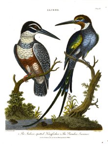 Zimorodki (Alcedo): Zimorodek indyjski cętkowany i Rajski Jacamar autorstwa John Pass
