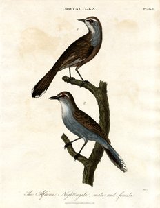 Motacilla - słowik afrykański