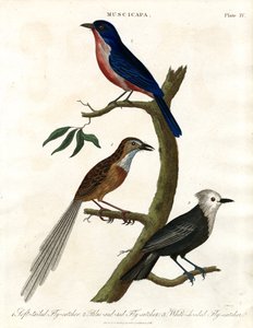 Muscicapa - gatunek muchołówki autorstwa John Pass